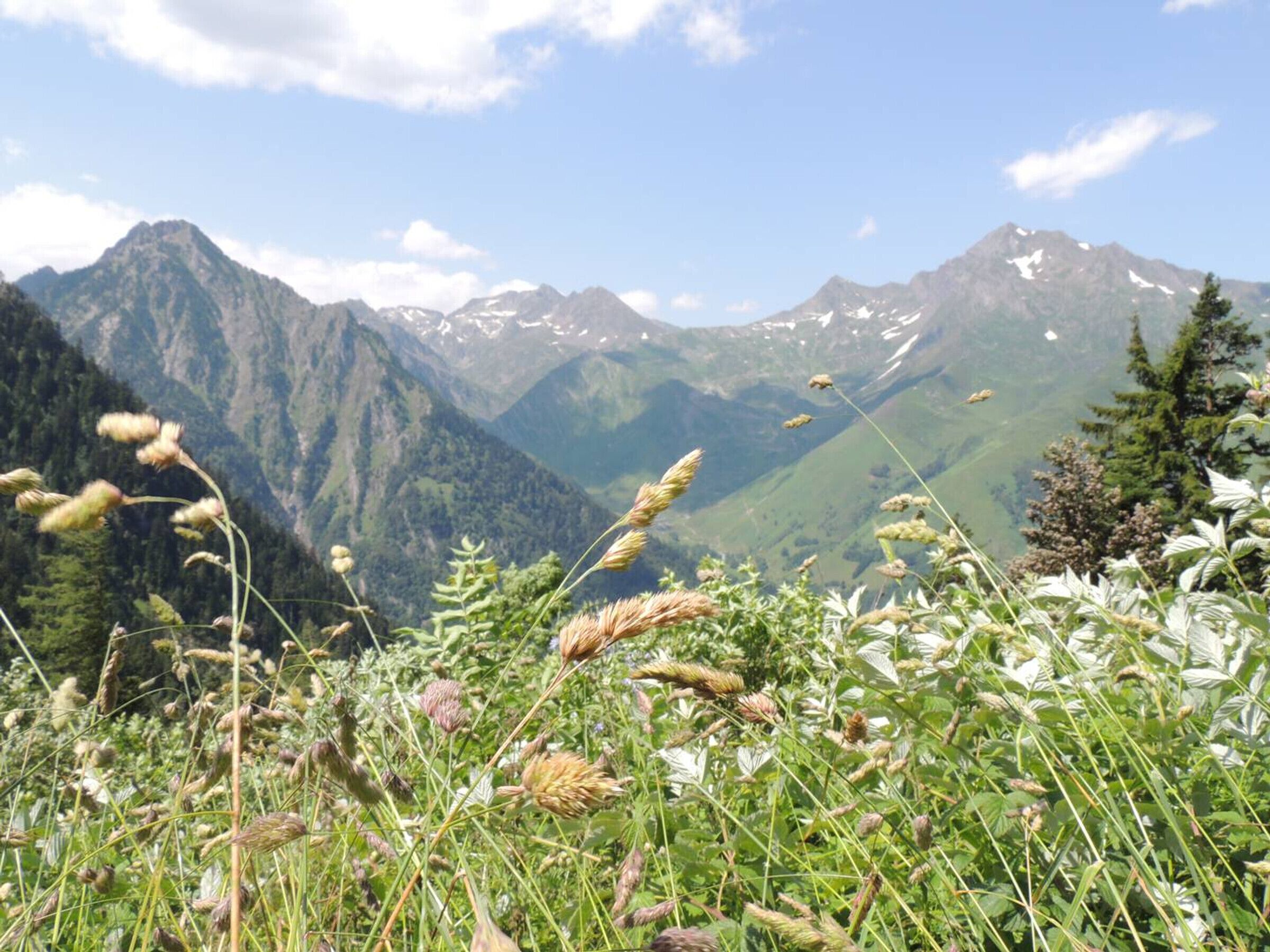 Un paisaje montañoso con un campo de flores silvestres en primer plano y picos nevados al fondo.
