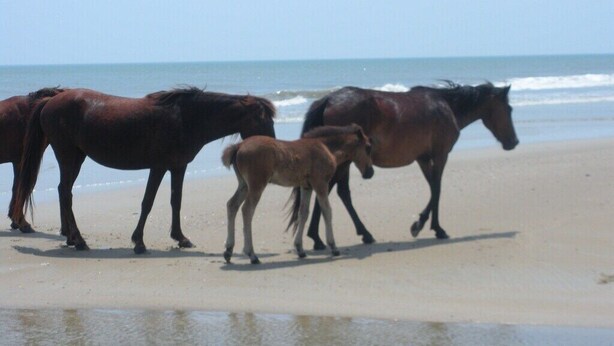 Three horses on a beach with the ocean in the background.