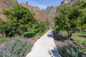 Un sentiero costeggiato da alberi e piante di lavanda, con montagne sullo sfondo.