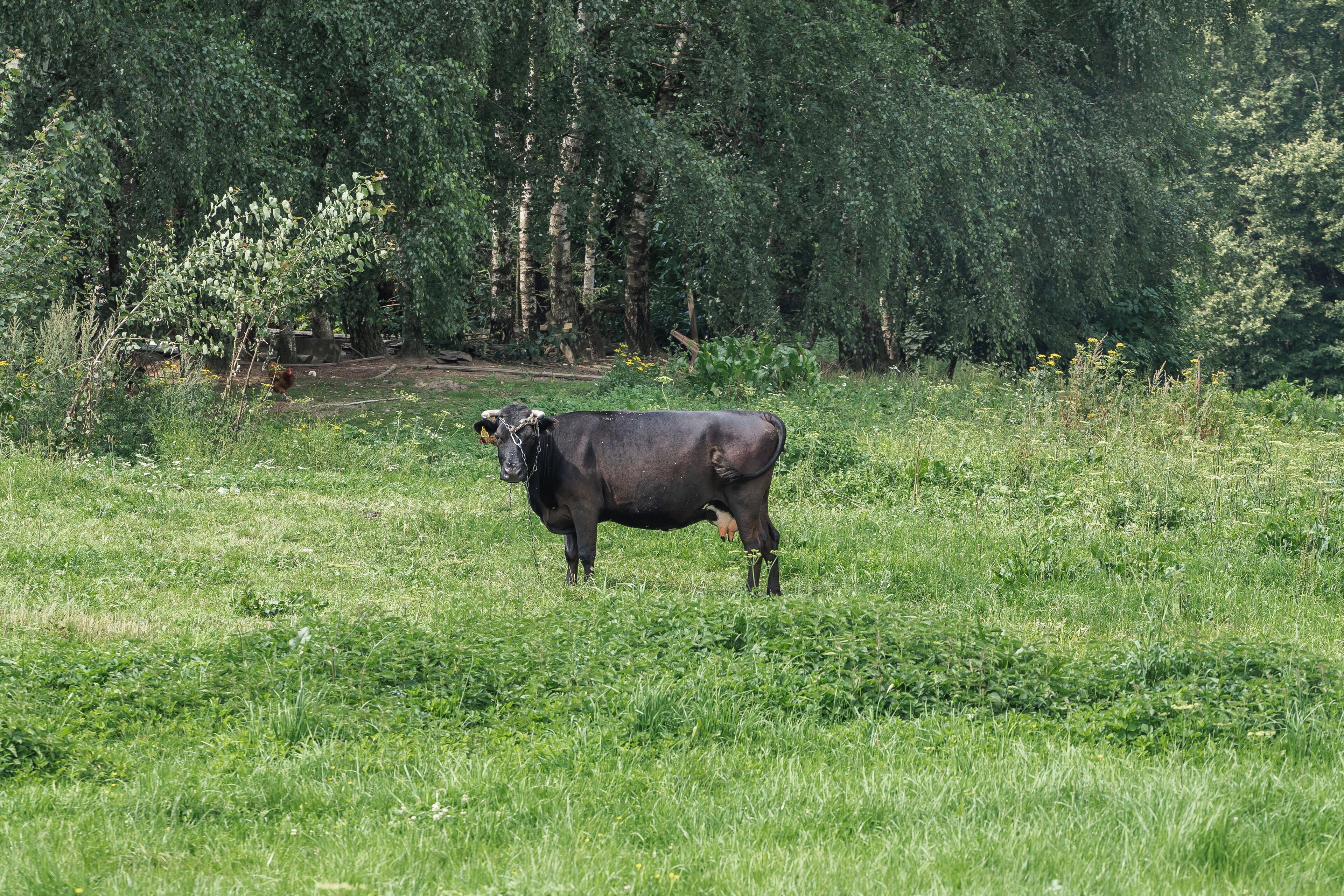 A cow standing in a grassy field with trees in the background.