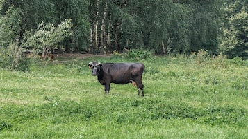 A cow standing in a grassy field with trees in the background.