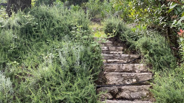A stone staircase surrounded by dense greenery and trees. - Villa Victoria (Corfu)