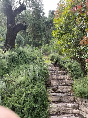 Exterior - Villa Victoria (Corfu)