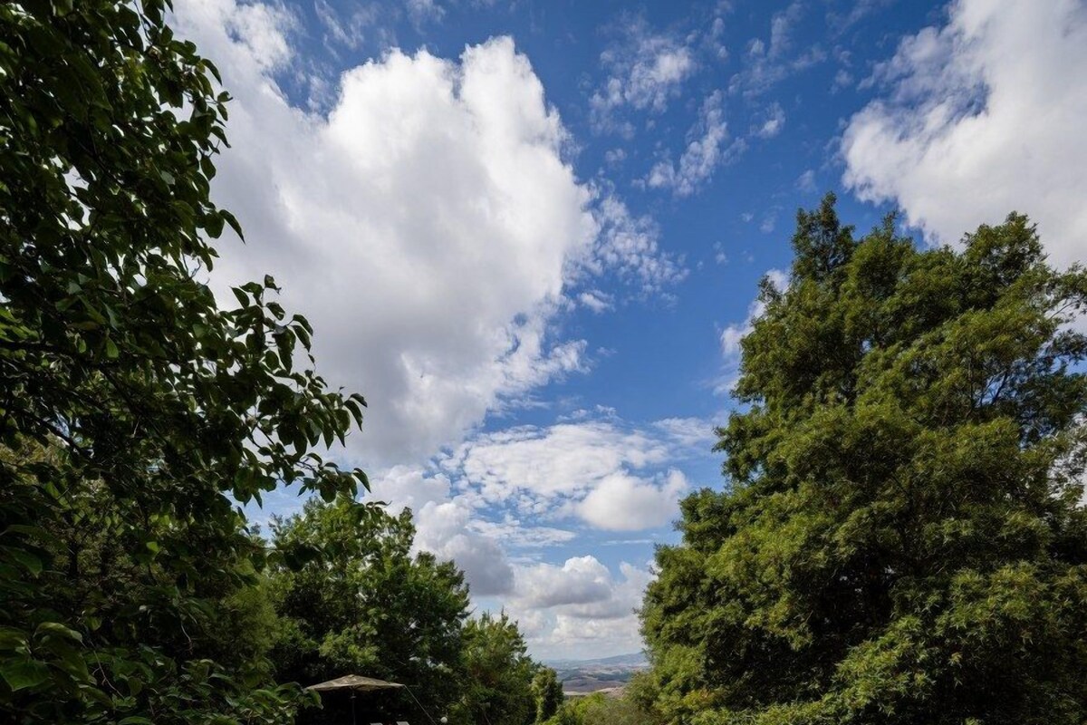 Une piscine entourée d’une végétation luxuriante et d’arbres, sous un ciel dégagé.