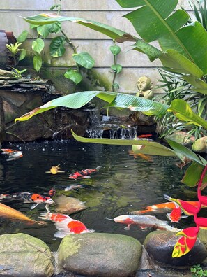Un estanque de carpas con rocas y plantas acuáticas.