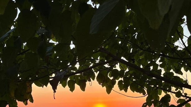 Un coucher de soleil sur l’océan, avec des vagues, vu à travers les branches d’un arbre.