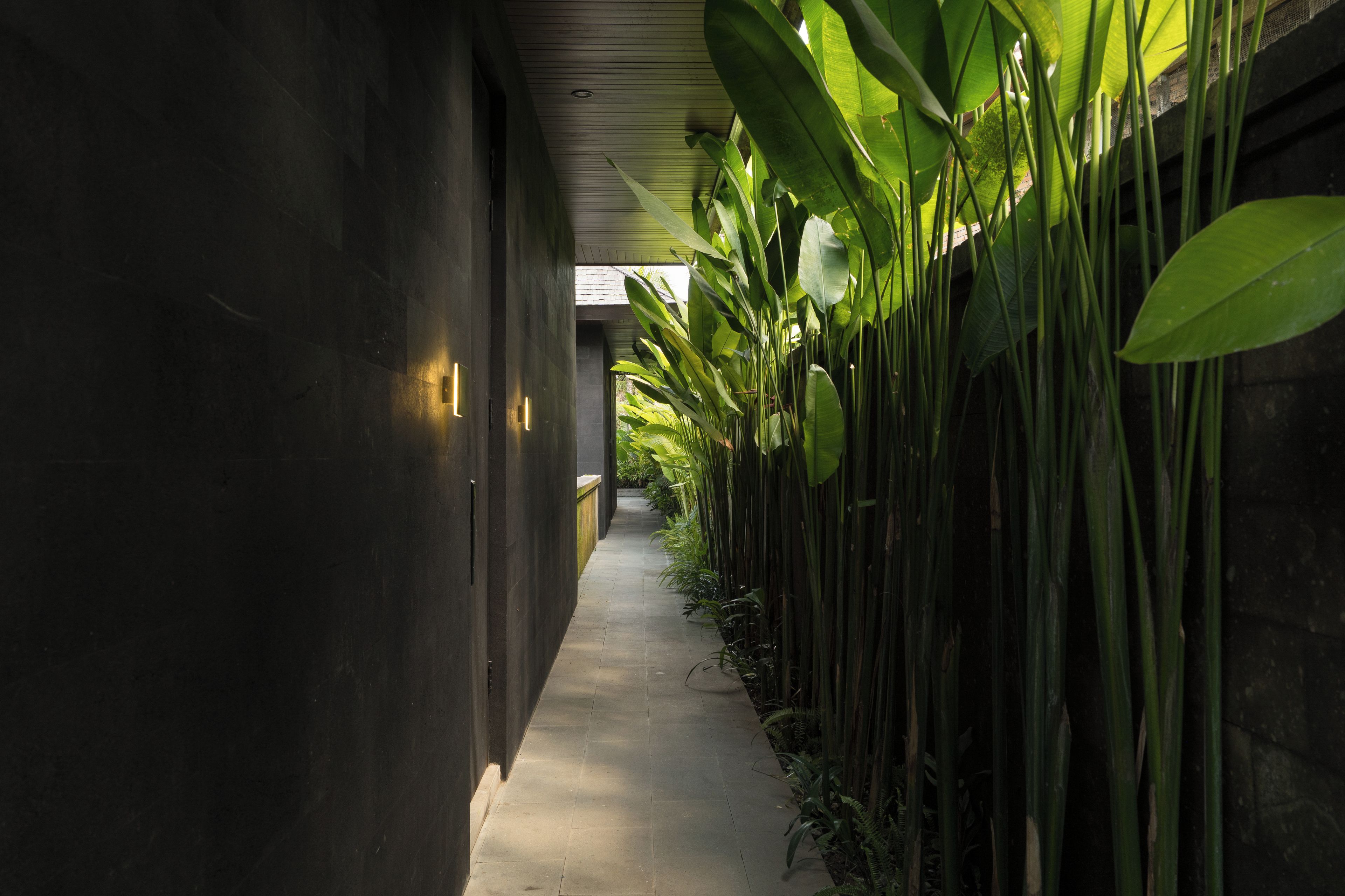A corridor with a concrete floor, flanked by tall green plants and a dark wall.