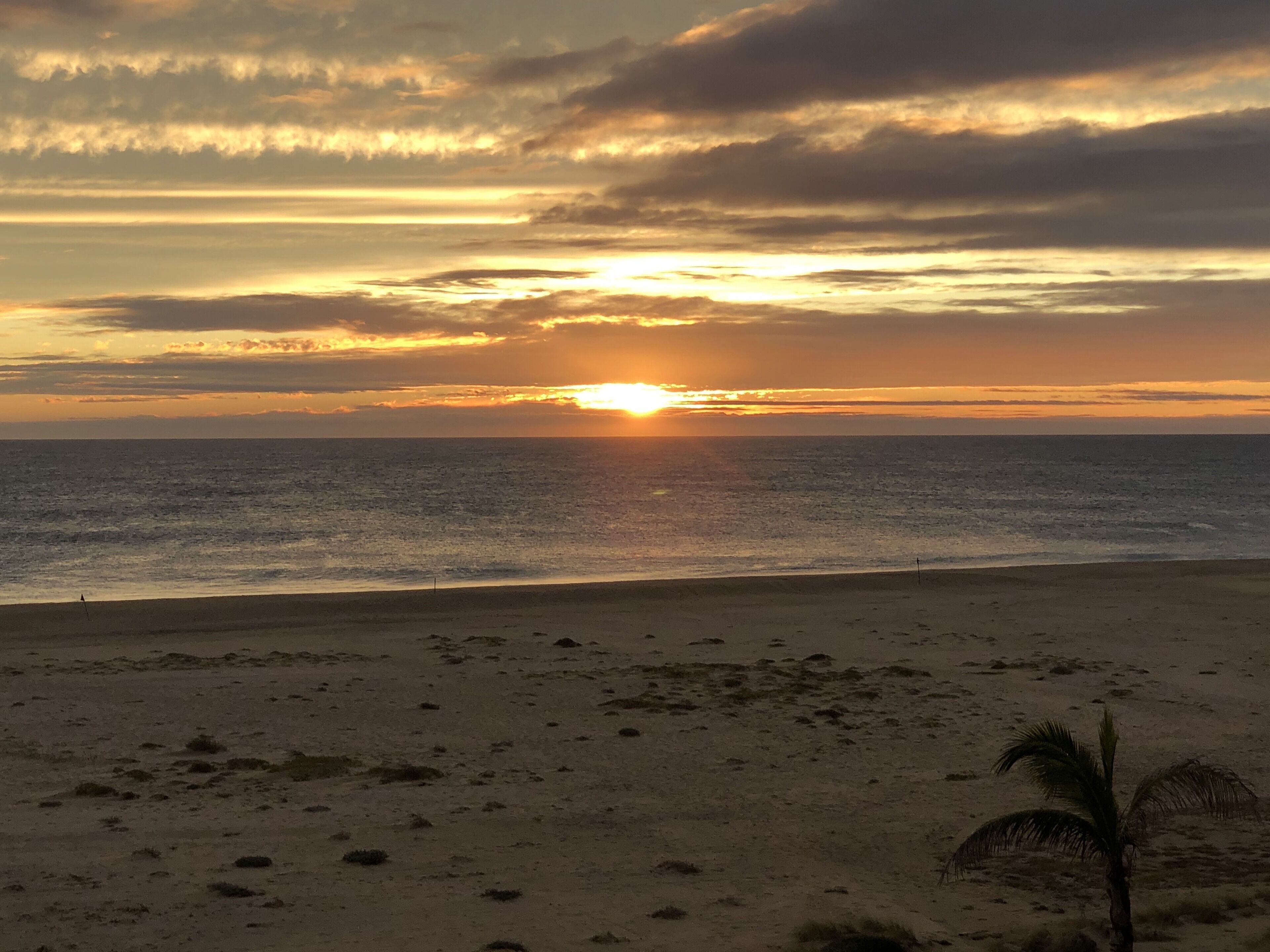 A beach with a sunset, a palm tree, and a clear sky.