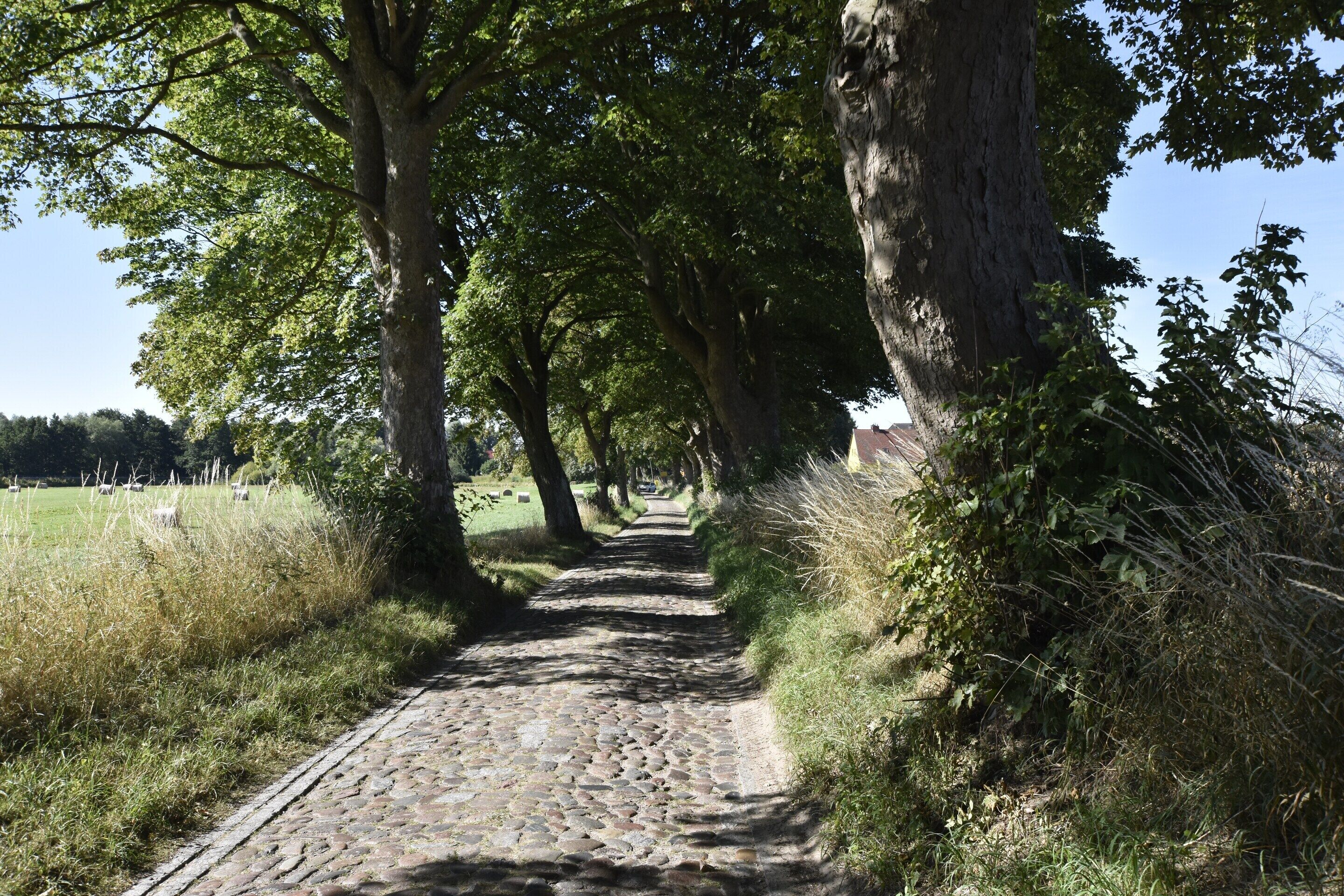 A cobblestone path flanked by trees in a park.