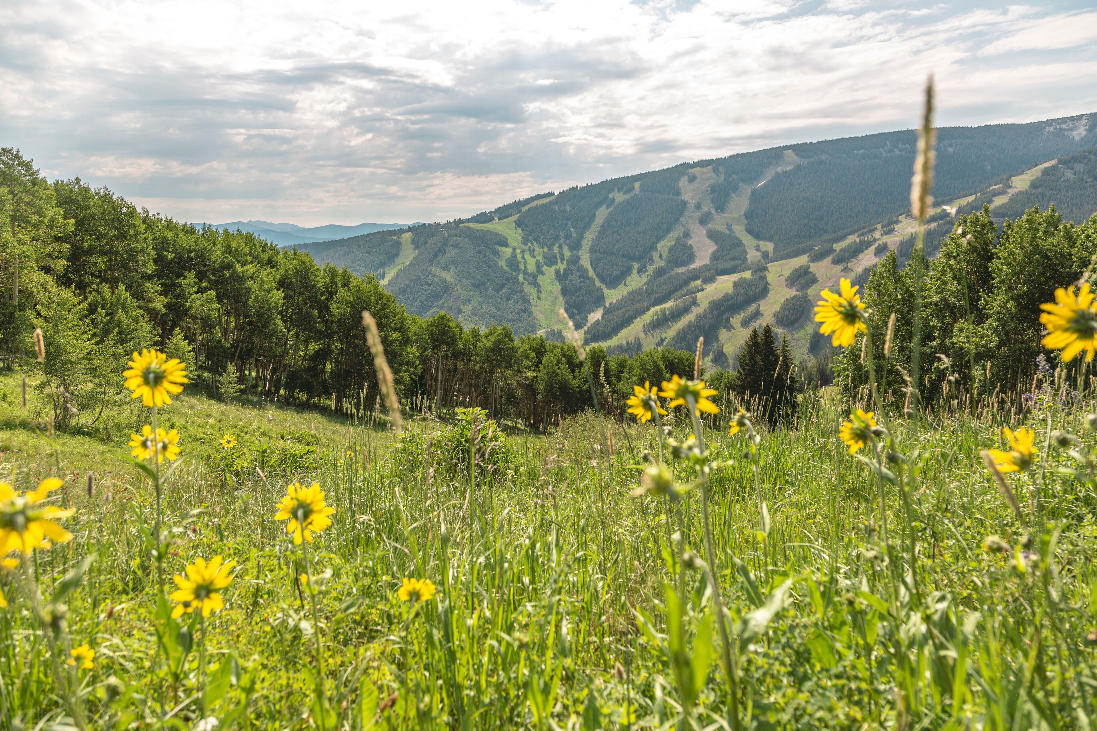 A meadow with yellow flowers and green hills in the background.