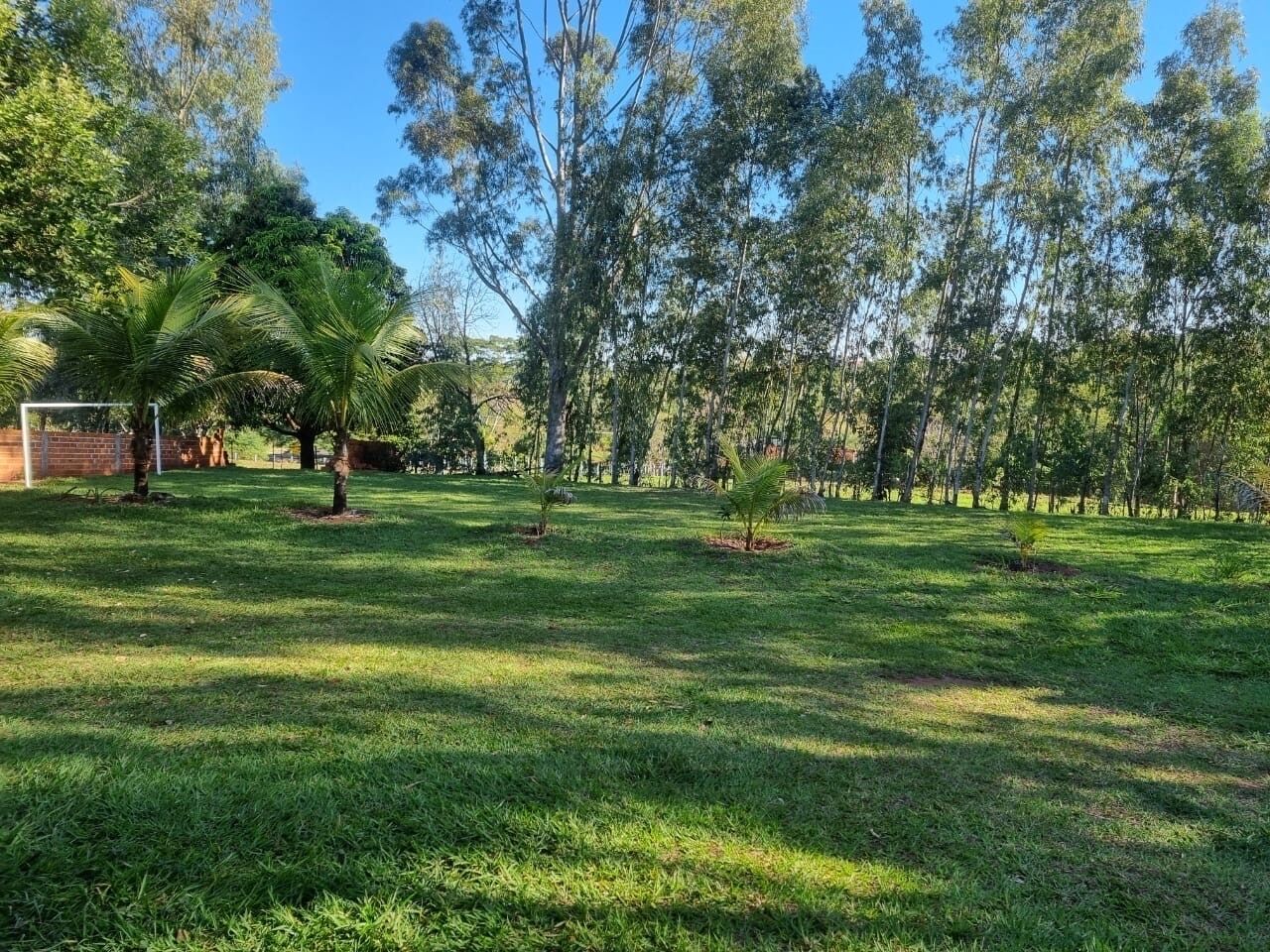 Uma área ao ar livre com grama, árvores e um muro de tijolos.