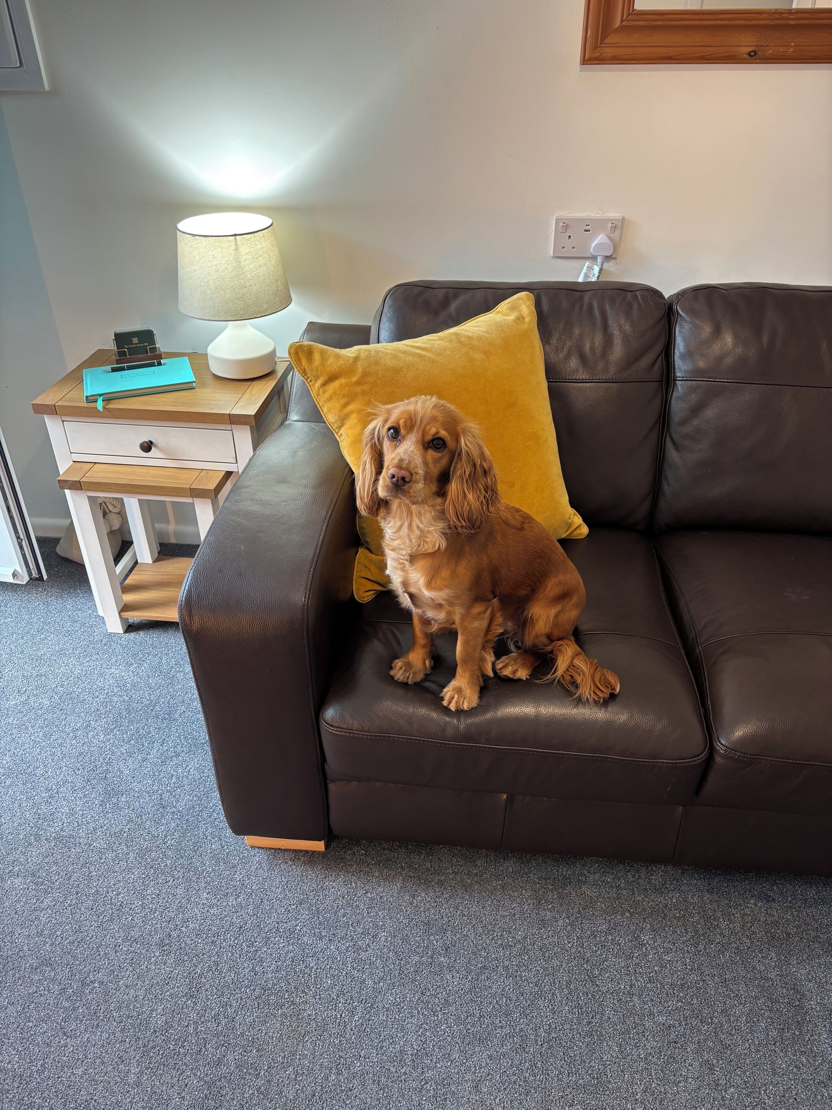 Un chien brun est assis sur un canapé en cuir foncé, avec un coussin jaune, une lampe et une petite table d’appoint en bois dotée d’un tiroir.