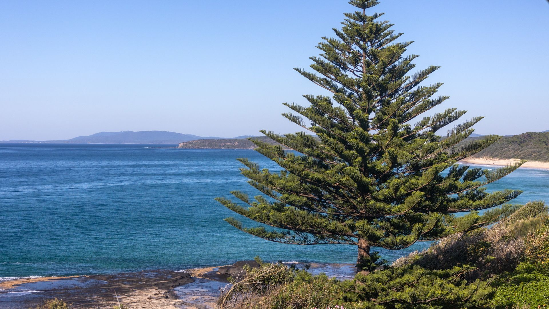 A coastal landscape with a prominent pine tree in the foreground, a sandy beach, and a calm sea under a clear sky.