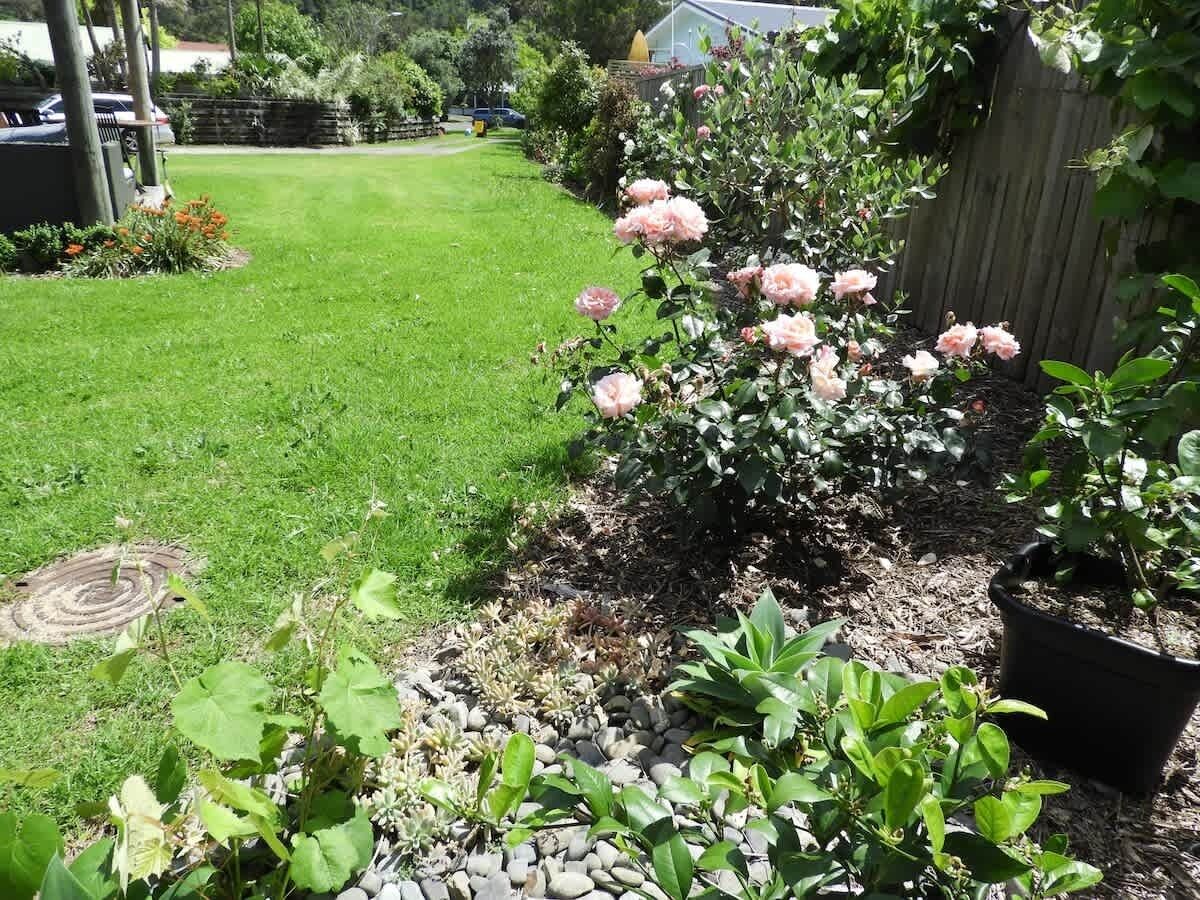 Een tuin met gazon, rozenstruik en houten omheining.