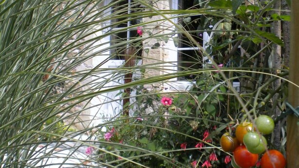 Un jardin où poussent différentes sortes de plantes et de fleurs, notamment des tomates et des fleurs roses, devant un bâtiment en pierre.