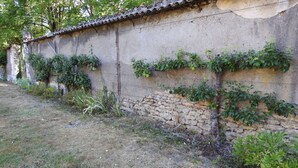 A stone wall with climbing plants and a grassy area in front. - Gîte de la Forge - ROCHES-BETTAINCOURT (ROCHES-SUR-ROGNON)