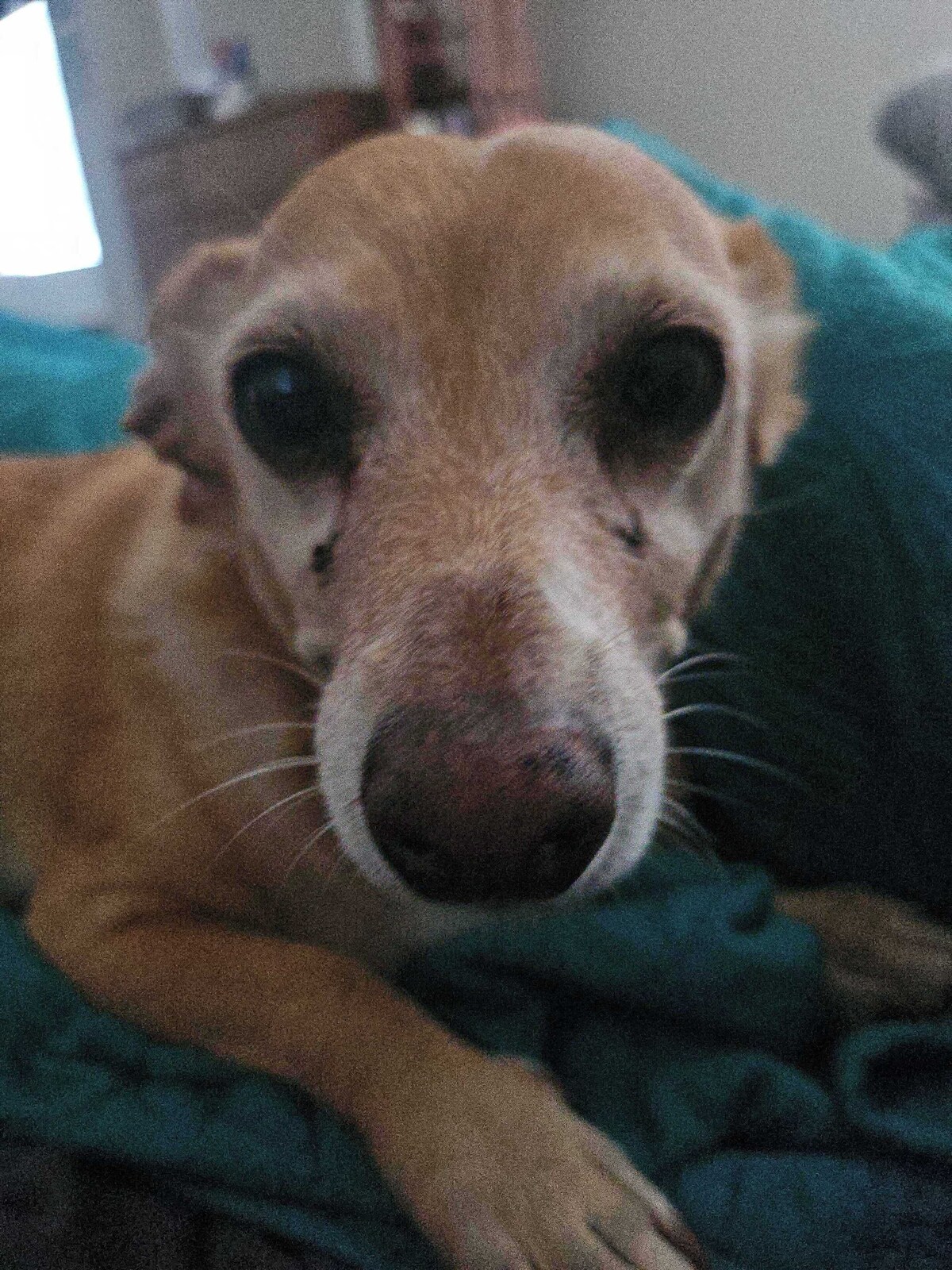 Imagen de perfil del propietario o de la propietaria