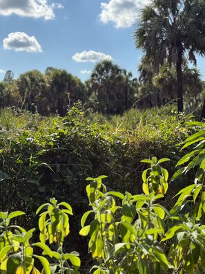 Exterior detail - Luxury off-grid passionfruit covered shipping container immersed in nature. (Naples)
