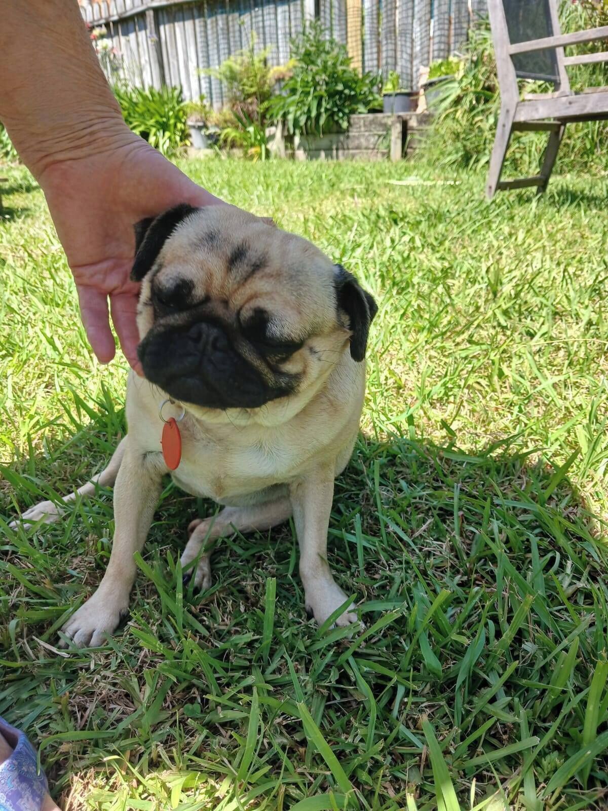 Een klein hondje zit op het gras en wordt geaaid.