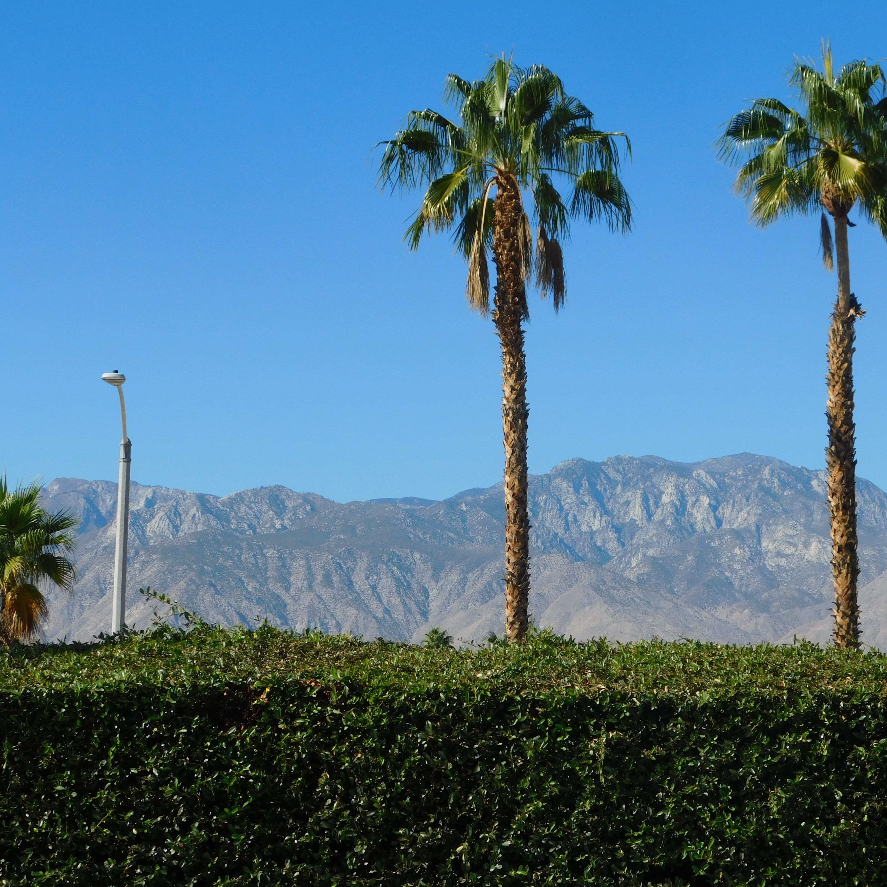 A street with palm trees and a mountain range in the background.