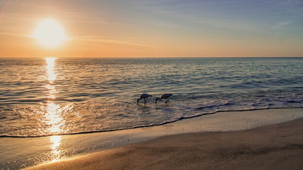 Eine Strandansicht mit zwei Vögeln am Ufer und der untergehenden Sonne über dem Wasser.