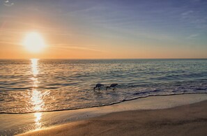A beach scene with two birds on the shore and the sun setting over the water. - The Gulf Coast Tide and Town Retreat (Palmetto)