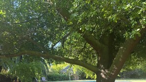 A tree-lined area with a pool and a gazebo.