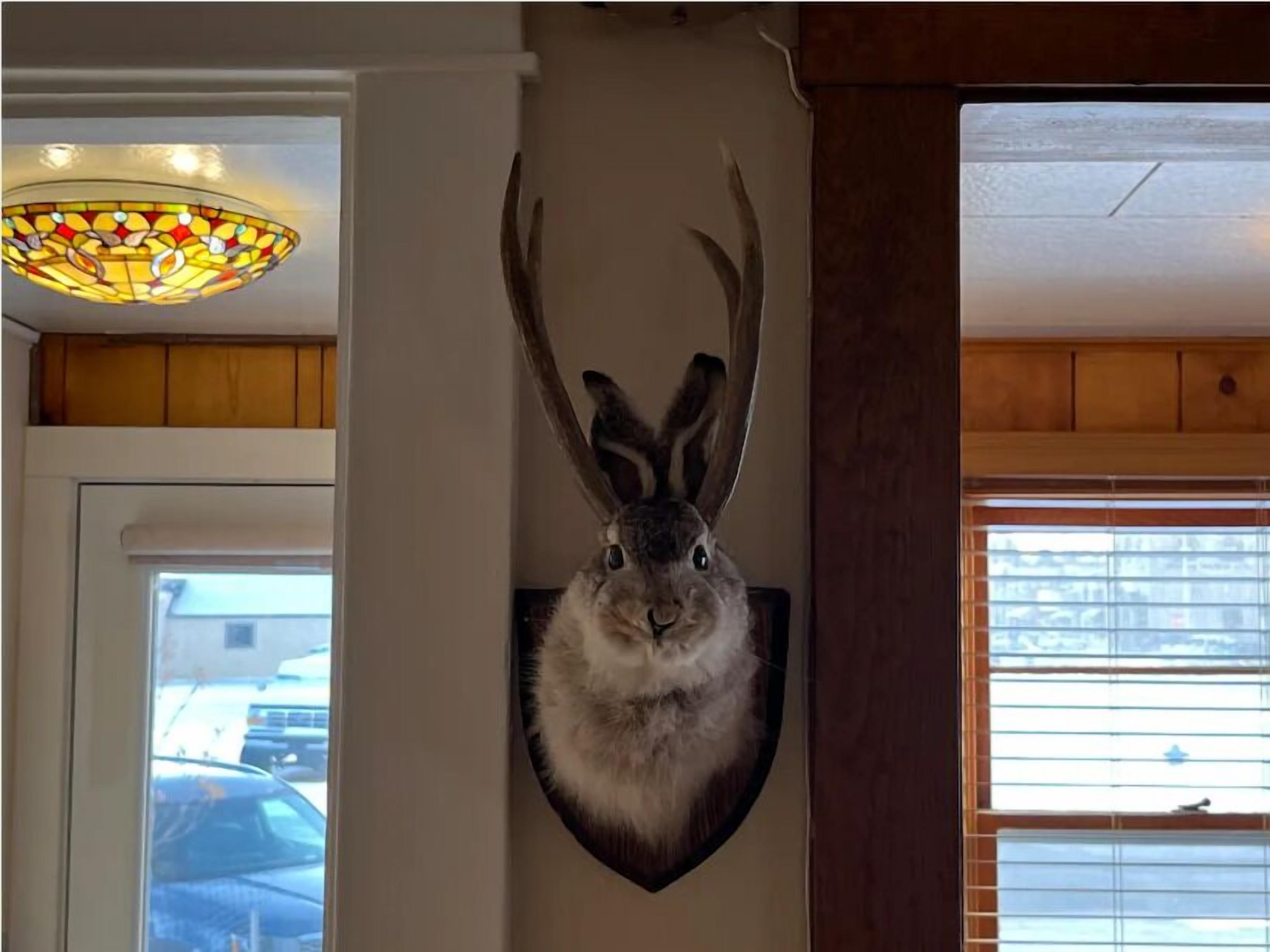 A wall-mounted rabbit head with antlers, a stained glass light fixture, and a window with blinds.