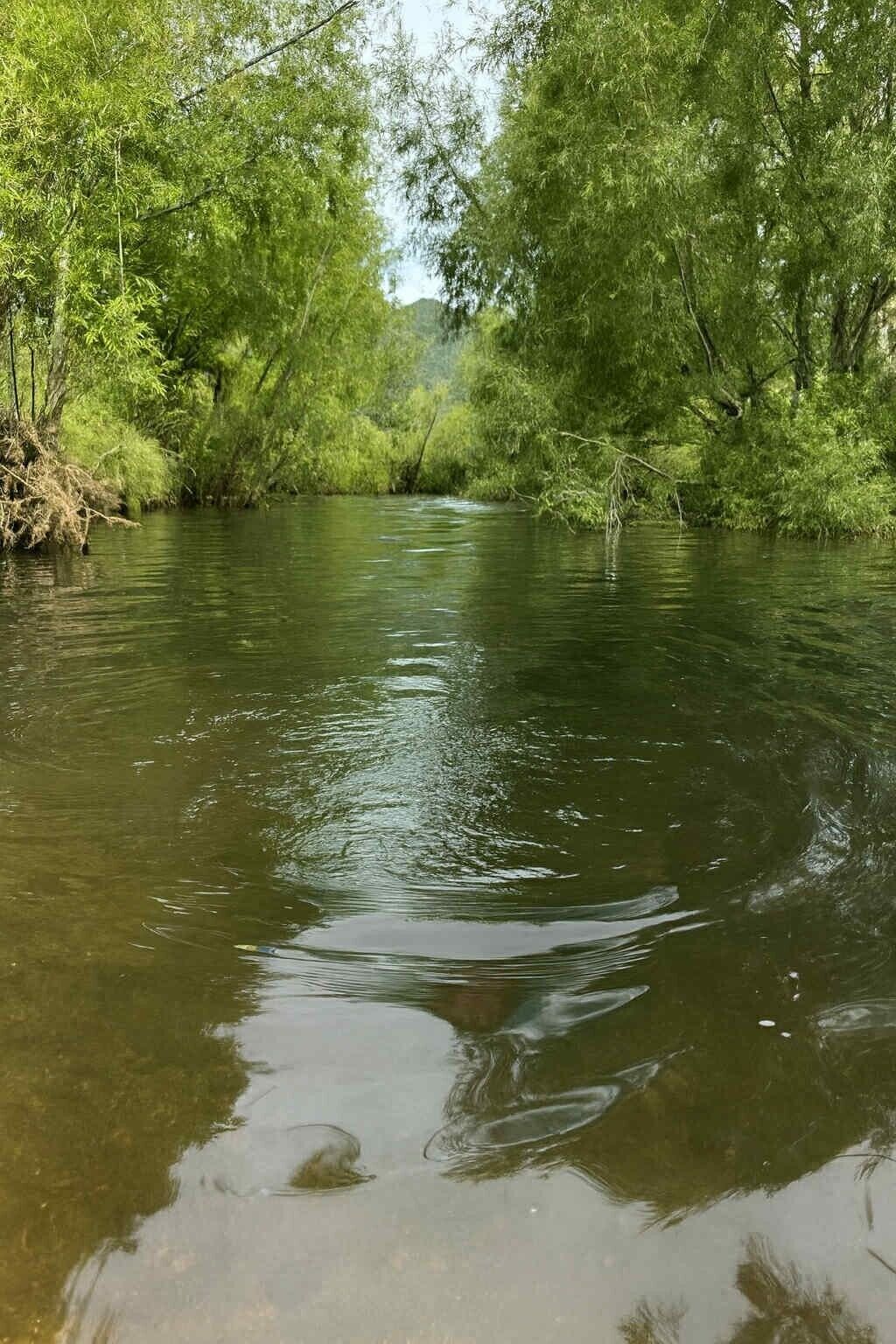 Un río rodeado de densa vegetación verde.
