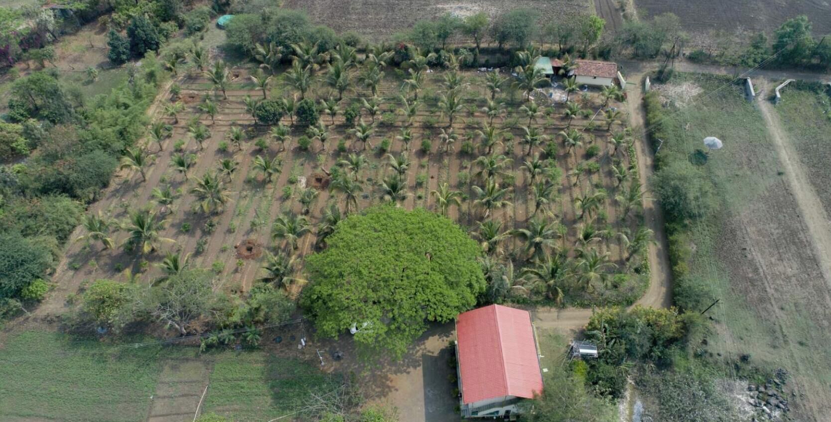 An aerial view of a rural area with organized agricultural fields, a large tree, and a building with a red roof.