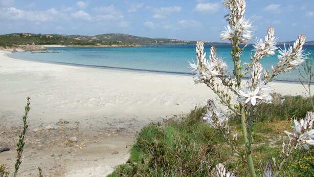 Una spiaggia con acqua cristallina color turchese, una riva sabbiosa e una pianta in primo piano.
