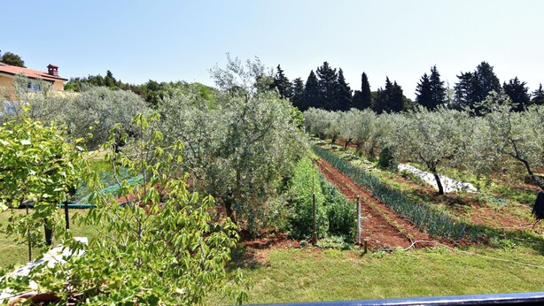 An orchard with rows of trees, a building in the background, and a clear sky. - Peaceful Flat Surrounded by Nature (Umag)