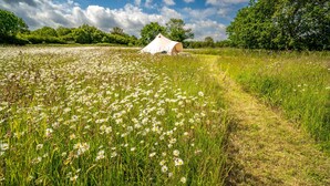 Uma tenda num campo com flores brancas e relva verde.
