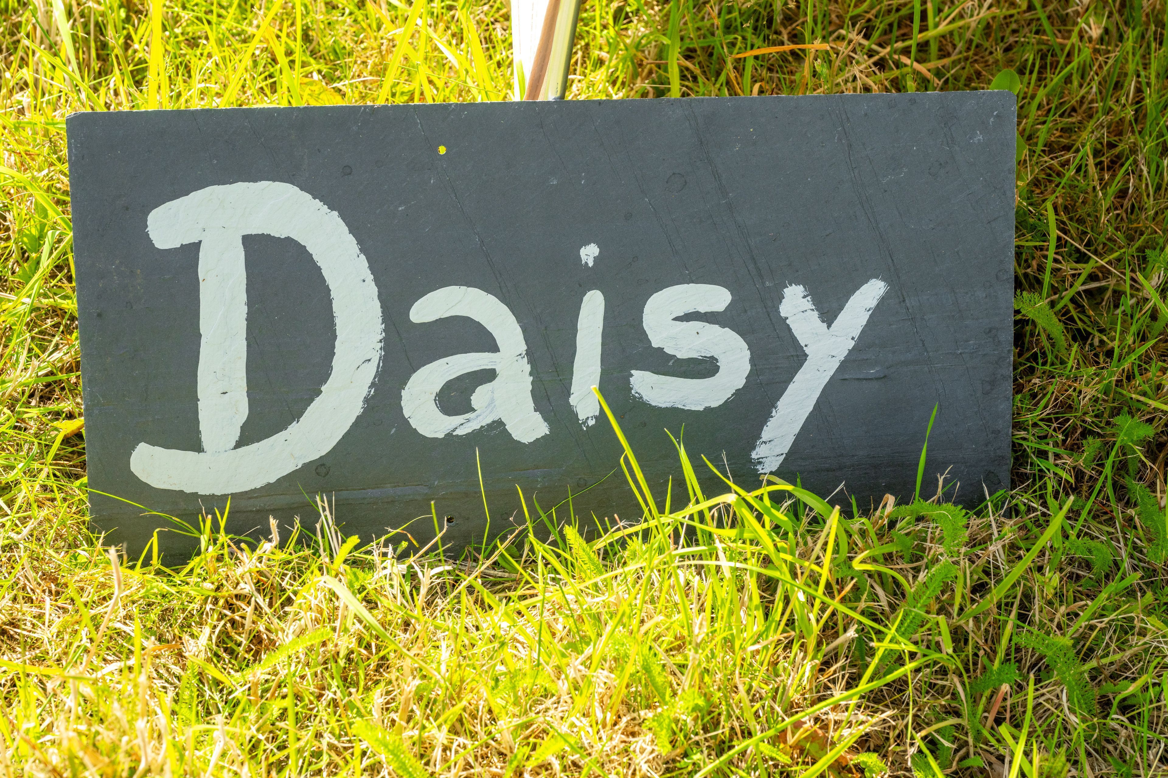 Ein Schild mit dem Wort 'Daisy', auf dem Gras platziert.