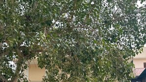 Una persona in piedi all'ingresso di un edificio, con un albero sopra.