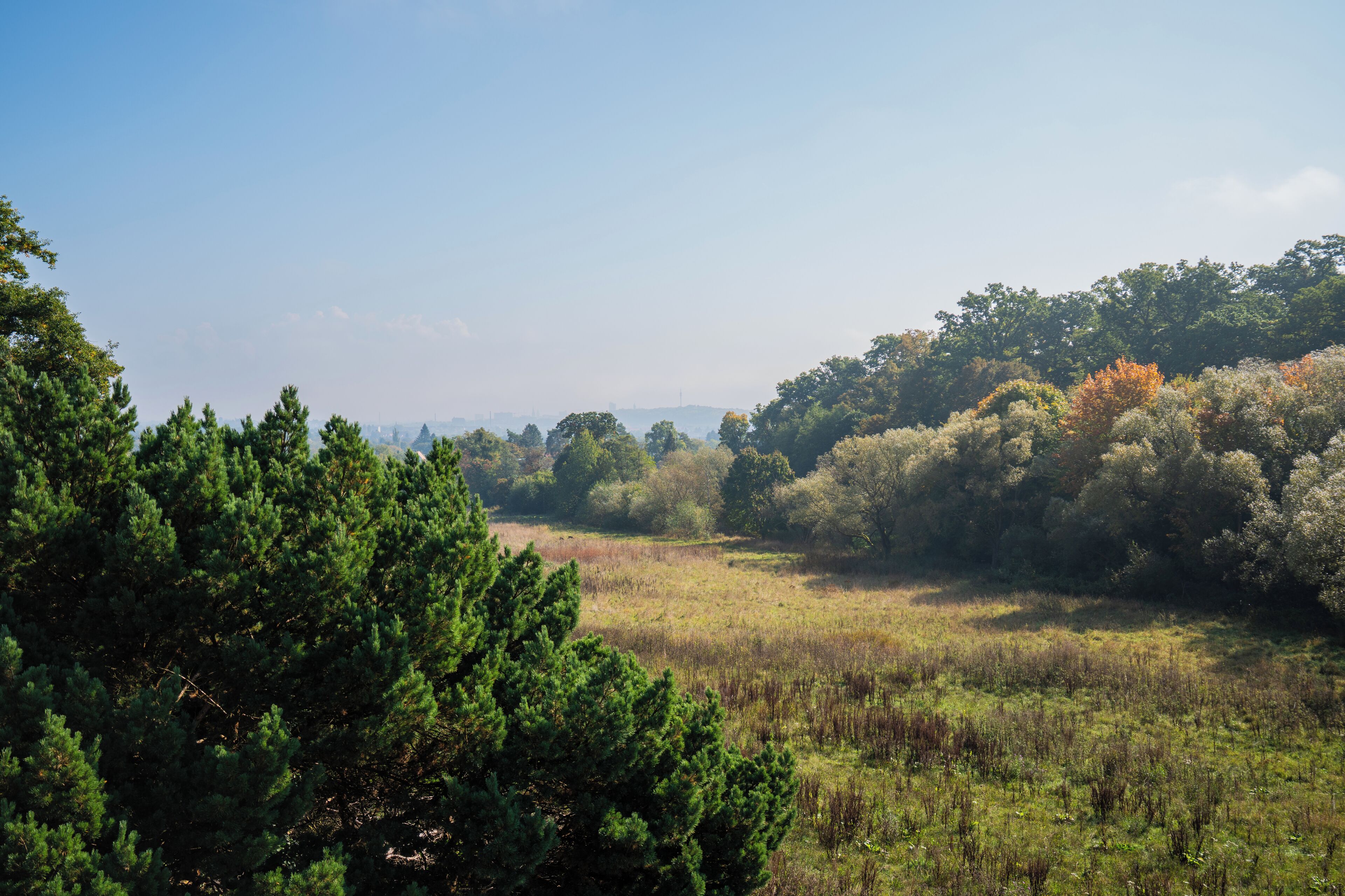 A natural landscape with dense trees and a grassy field.