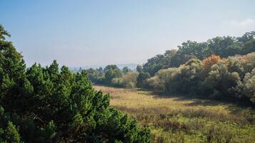 A natural landscape with dense trees and a grassy field.
