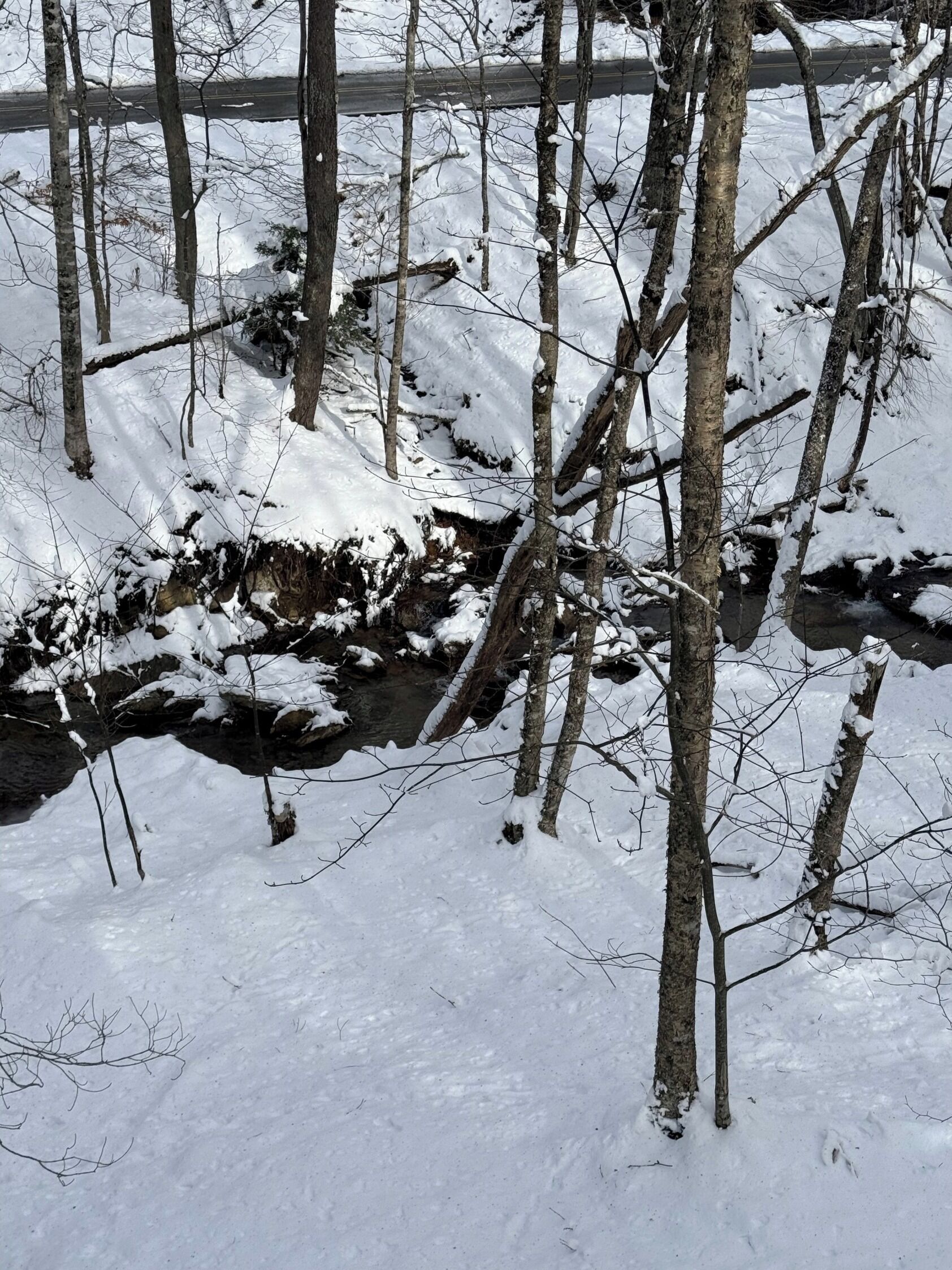 Un paysage forestier enneigé, avec des arbres sans feuilles et un ruisseau.