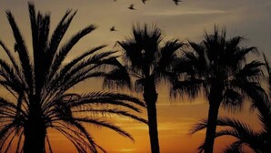 Un tramonto con palme che si stagliano contro il cielo.