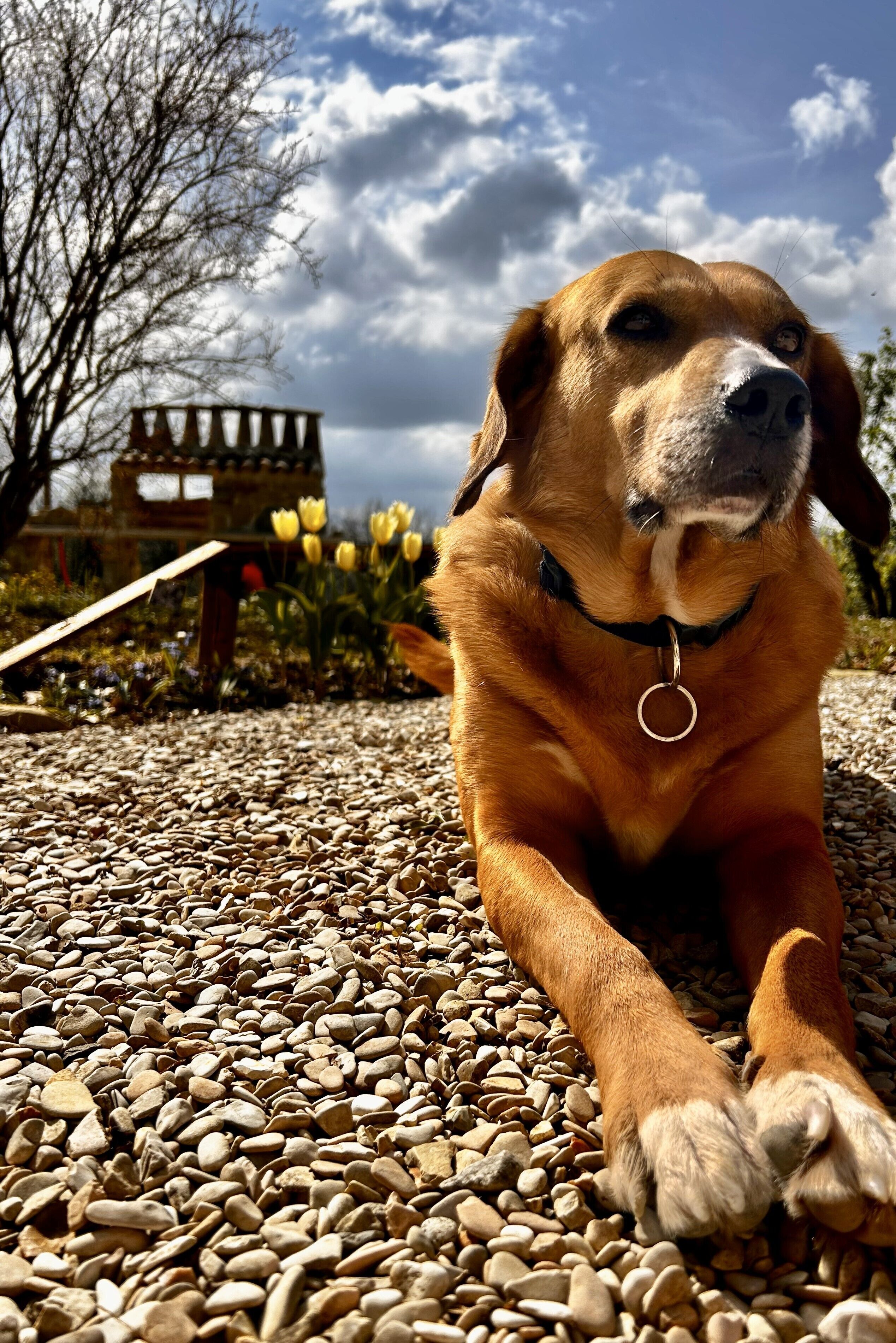 Ein Hund liegt auf einem Kiesweg, im Hintergrund eine hölzerne Bank und gelbe Blumen.