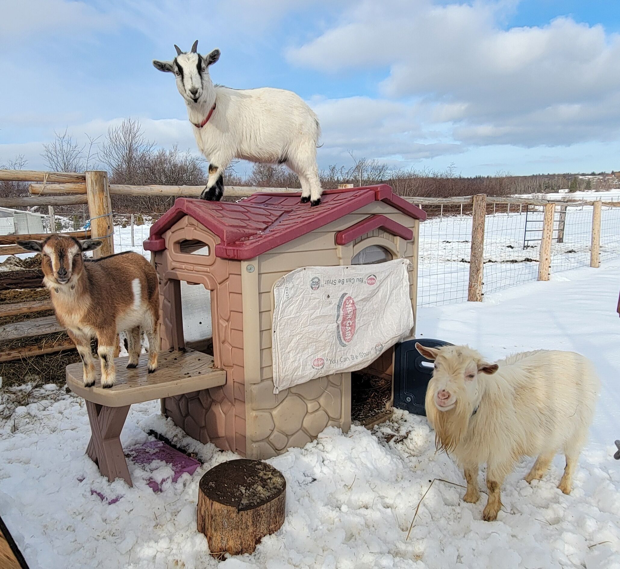 Un petit refuge pour animaux, avec un toit rouge et des murs de couleur beige, entouré de neige.