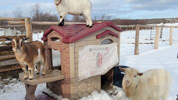 Un petit refuge pour animaux, avec un toit rouge et des murs de couleur beige, entouré de neige.