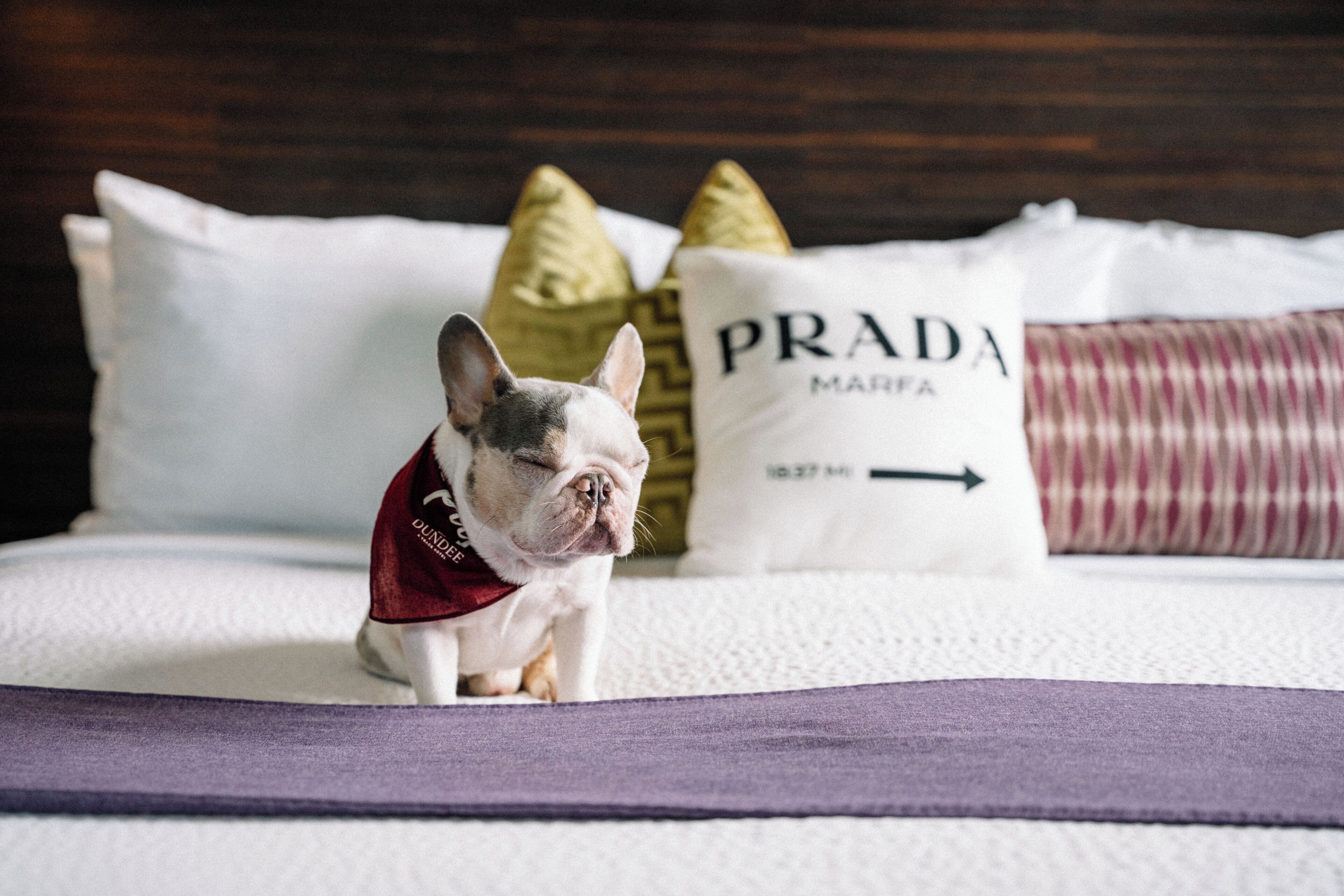 A dog sitting on a bed with pillows, one labeled "PRADA MARFA".
