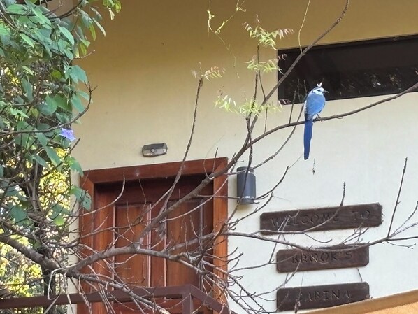 Een vogel zit op een tak voor een gebouw met een 'WELCOME TO'-bord.