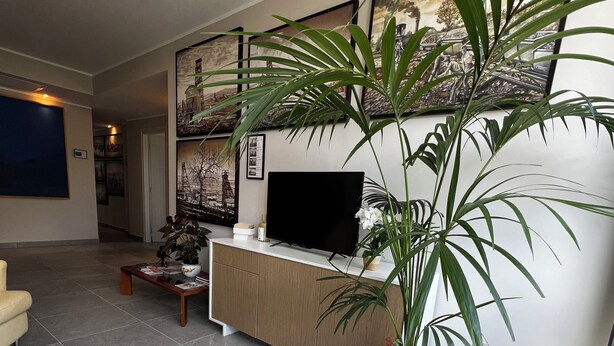Un salon moderne avec un canapé, une table basse, un téléviseur posé sur un meuble en bois et une grande plante en pot.