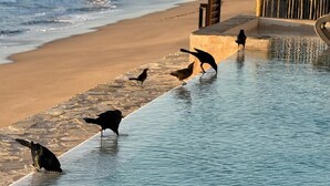 Zona de piscina frente al mar con terraza de madera y vista al océano.