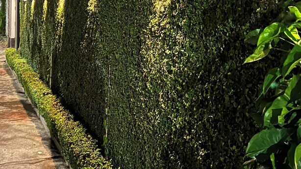 Un edificio moderno con un muro vertical cubierto de jardín, un sendero pavimentado e iluminación exterior.