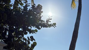 De grands palmiers se dressent sur un ciel dégagé.