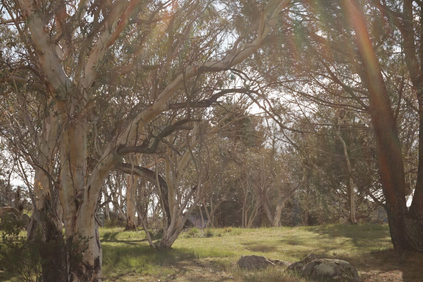 A natural landscape with trees and rocks.