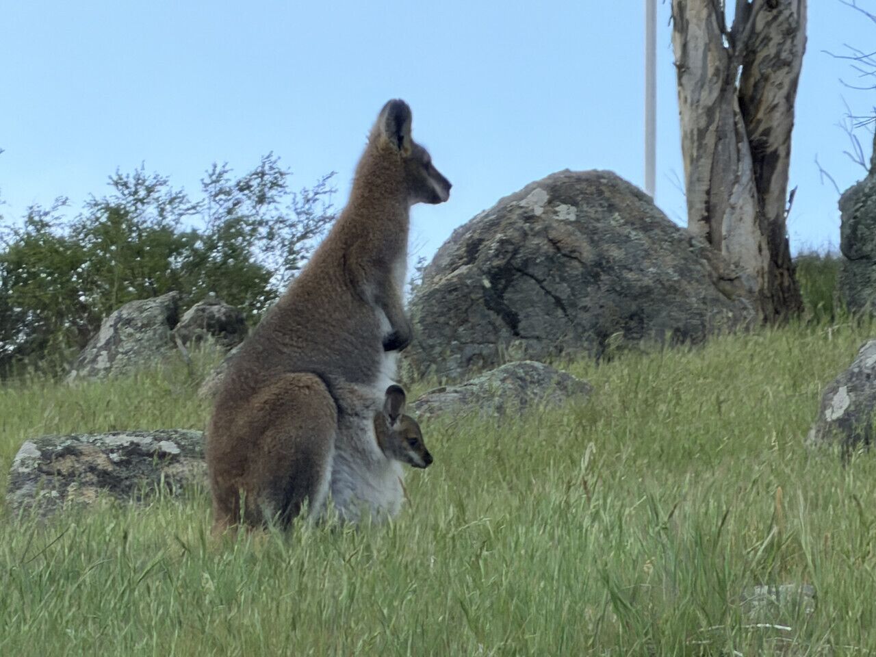 Ein Känguru mit seinem Jungtier in einem grasbewachsen Feld, im Hintergrund Felsen und ein Baum.